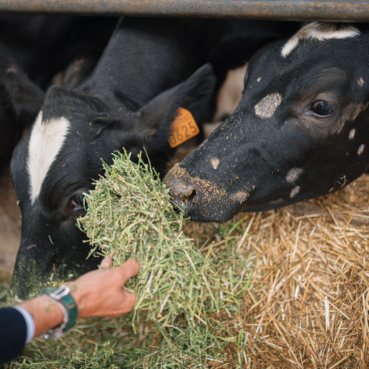 ALFALFA ESSENTIAL FEED IN THE DAILY RATION
