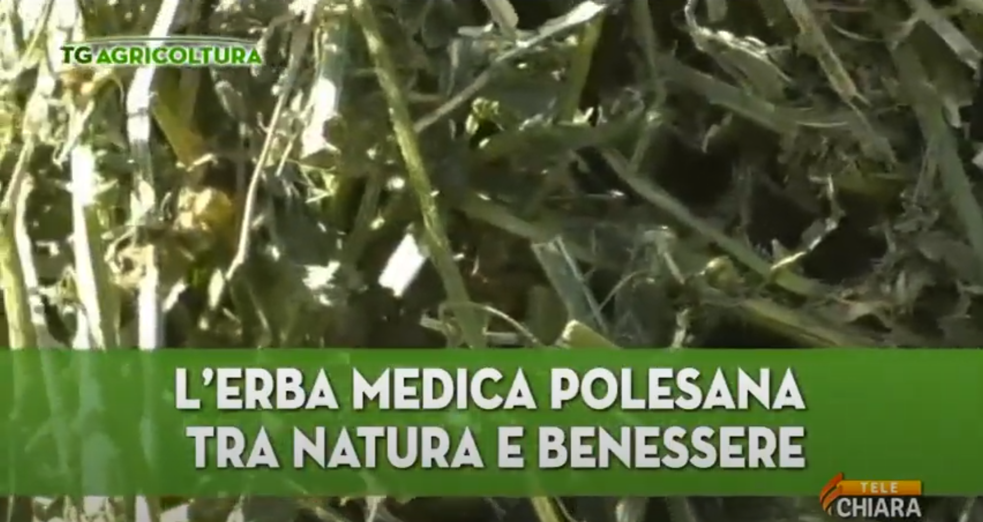 POLESINE ALFALFA BETWEEN NATURE AND WELL-BEING